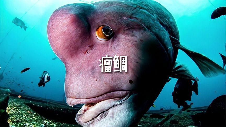 黃金龍魚可以吃嗎怎么喂