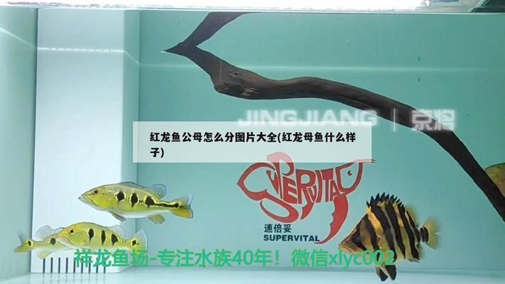 紅龍魚怎么區分公母圖解（紅龍魚幼年性別鑒別技巧紅龍魚幼年性別鑒別技巧）