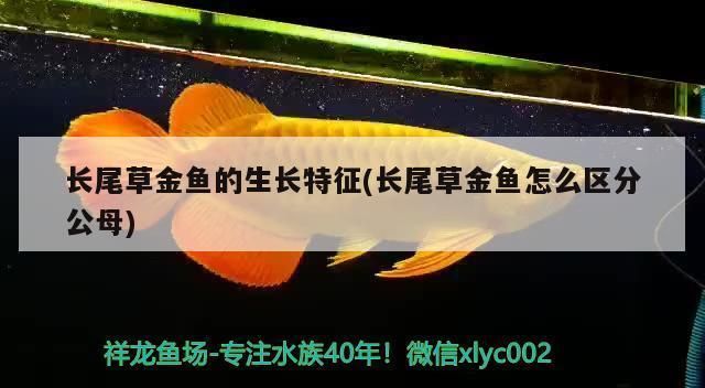 龍魚尾鰭分叉（龍魚尾鰭分叉可能由多種原因引起）