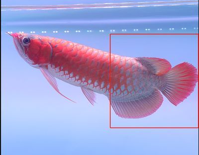 龍魚尾鰭分叉（龍魚尾鰭分叉可能由多種原因引起）