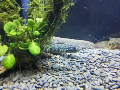 雷龍魚得了白點（如何判斷雷龍魚白點病的嚴重程度）
