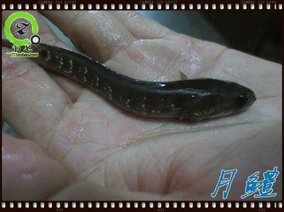 雷龍魚得了白點（如何判斷雷龍魚白點病的嚴重程度）