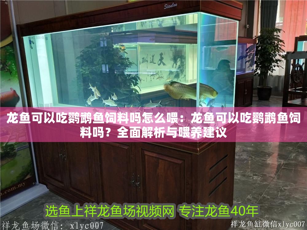 龍魚(yú)可以吃鸚鵡魚(yú)飼料嗎怎么喂：龍魚(yú)可以吃鸚鵡魚(yú)飼料嗎？全面解析與喂養(yǎng)建議