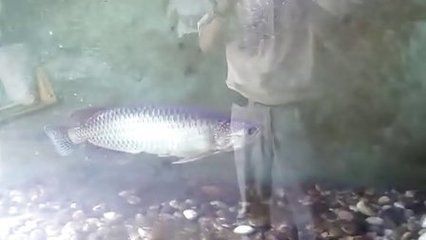 養龍魚視頻大全視頻高清：養龍魚的視頻大全