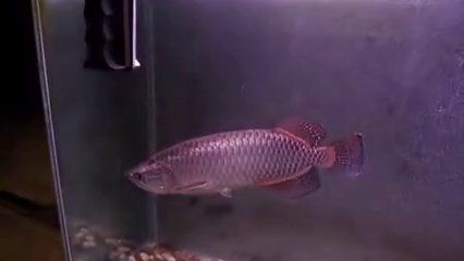 養龍魚視頻大全視頻高清：養龍魚的視頻大全