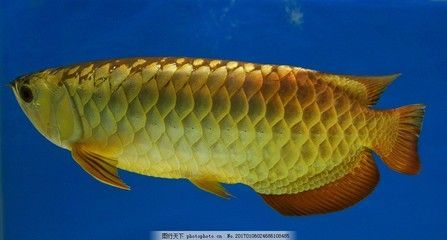 金龍魚高清照片真實：網絡上的金龍魚高清照片真實性分析
