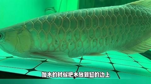 龍魚交叉感染的預防措施有哪些？