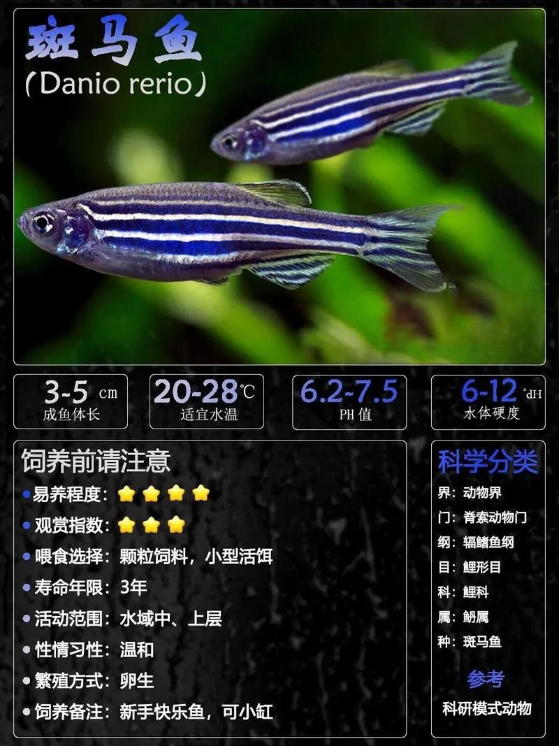 給我推薦一些適合新手飼養的觀賞魚