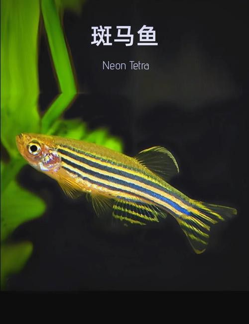 給我推薦一些適合新手飼養的觀賞魚