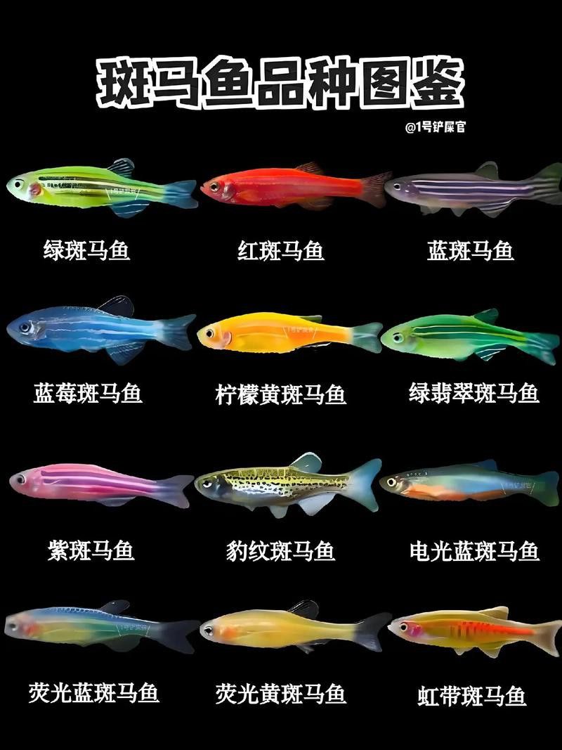 給我推薦一些適合新手飼養的觀賞魚