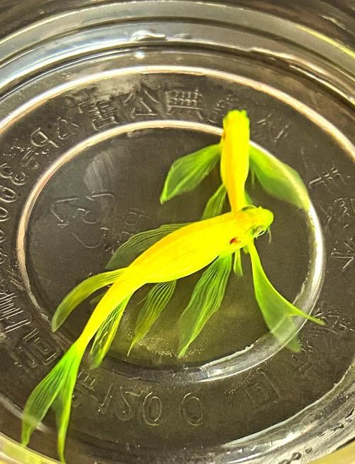 給我推薦一些適合新手飼養的觀賞魚