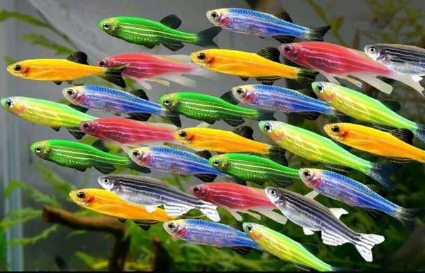 給我推薦一些適合新手飼養的觀賞魚