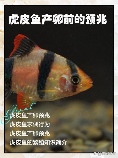 給我推薦一些適合新手飼養的觀賞魚