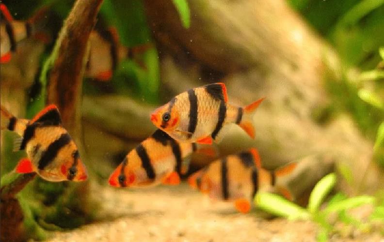 給我推薦一些適合新手飼養的觀賞魚