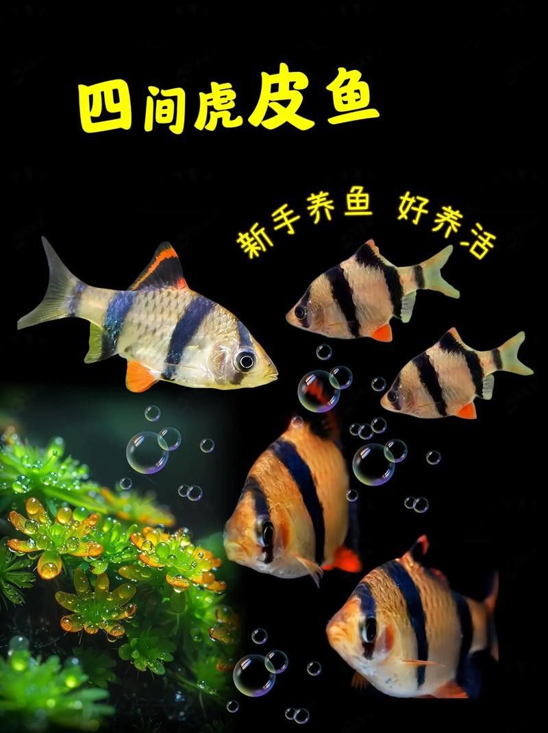 給我推薦一些適合新手飼養的觀賞魚