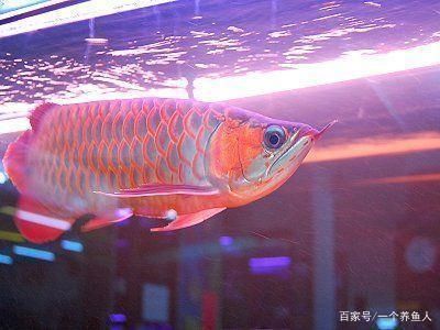 龍魚發色led燈好還是燈管好呢，如何選擇適合龍魚發色的led燈