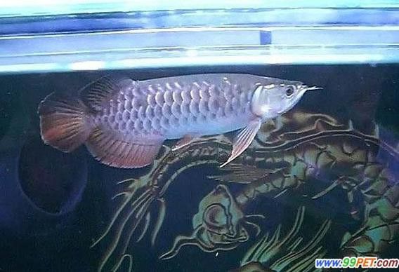 龍魚缸換水注意什么：龍魚缸換水時需要注意的幾個方面