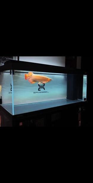 龍魚缸換水注意什么：龍魚缸換水時需要注意的幾個方面