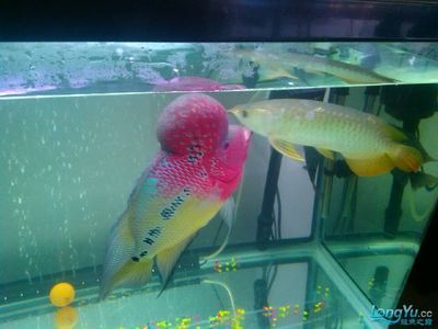 龍魚和羅漢魚哪個厲害：龍魚與羅漢魚哪個更厲害？