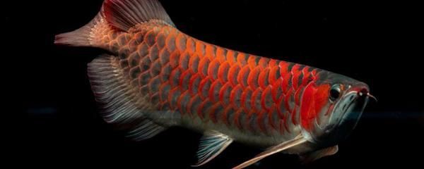 紅龍魚最大能養多大（紅龍魚的最大體長在自然條件下可以超過1米）