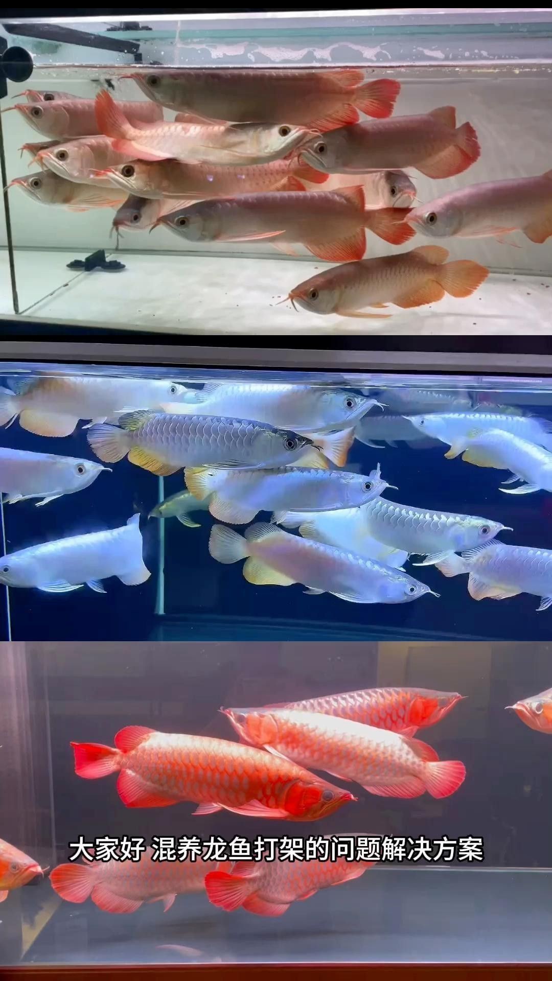 混養龍魚需要注意什么？