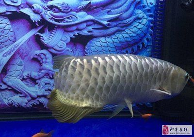 大金龍魚價(jià)格（大金龍魚價(jià)格-最新金金龍魚價(jià)格、批發(fā)報(bào)價(jià)、價(jià)格大全）