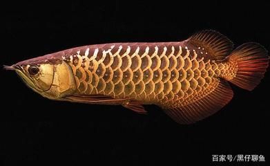 金龍魚用黑色背景好嗎：金龍魚使用黑色背景好嗎