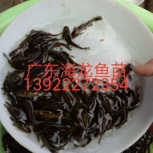 龍魚(yú)用啥燈光好：龍魚(yú)燈光選擇合適的燈光對(duì)于養(yǎng)殖龍魚(yú)至關(guān)重要的指標(biāo)