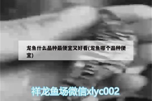哪種龍魚好看又便宜（銀龍魚、星點龍魚、青龍魚的區別，金龍魚的選購技巧）