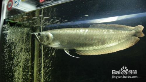 龍魚互相咬怎么辦：發現龍魚互相咬傷時，需要采取適當的措施來處理