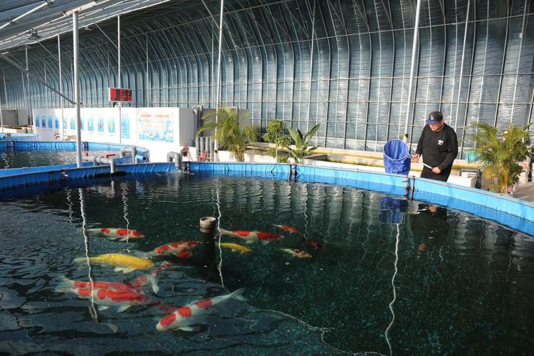 山東龍魚價格最新行情圖片