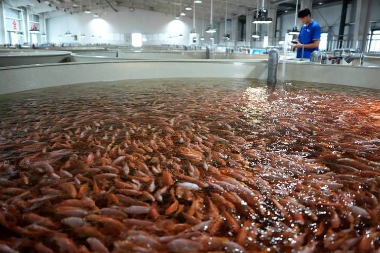 山東龍魚價格最新行情圖片