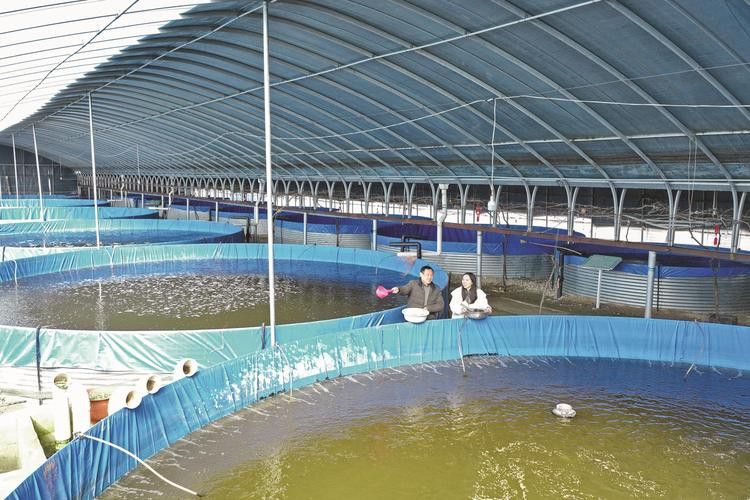 山東龍魚價格最新行情圖片