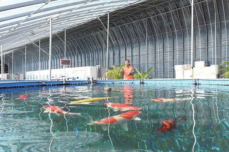 山東龍魚價格最新行情圖片