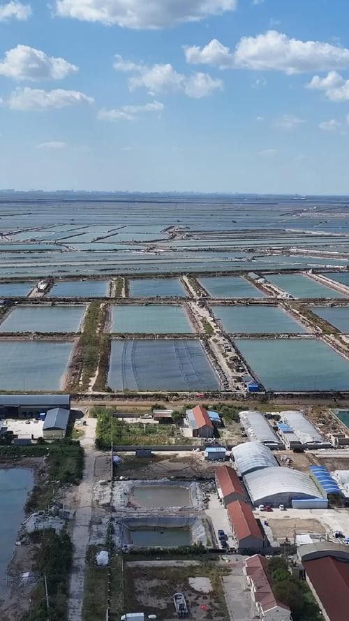 山東龍魚價格最新行情圖片
