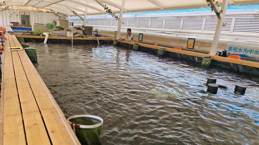山東龍魚價格最新行情圖片