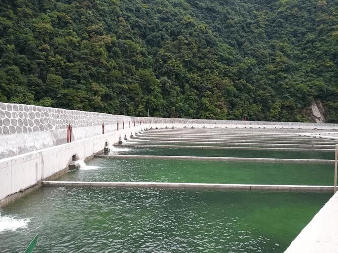 山東龍魚價格最新行情圖片