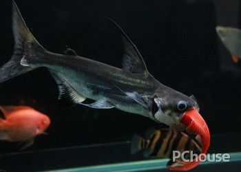 龍魚寄生蟲怎么治好的快呢：如何治療龍魚寄生蟲