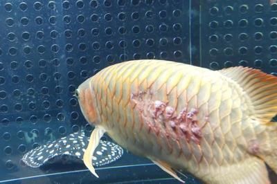 龍魚斷鰭恢復過程圖片（關于龍魚斷鰭恢復過程的問題）