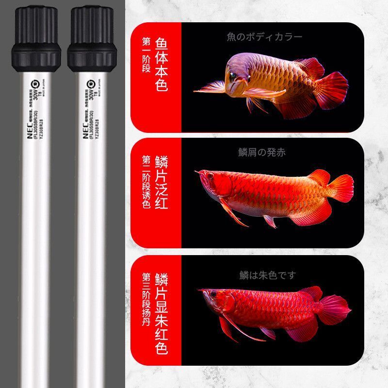 金龍魚(yú)用燈管和led哪個(gè)好