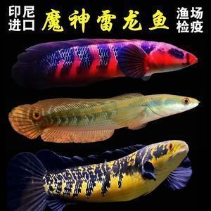 七彩海象和雷龍魚哪個好(七彩海象和雷龍魚哪個更好) 龍魚百科 第3張 七彩海象和雷龍魚哪個好(七彩海象和雷龍魚哪個更好) 七彩海象和雷龍魚哪個好(七彩海象和雷龍魚哪個更好) 龍魚百科 第3張