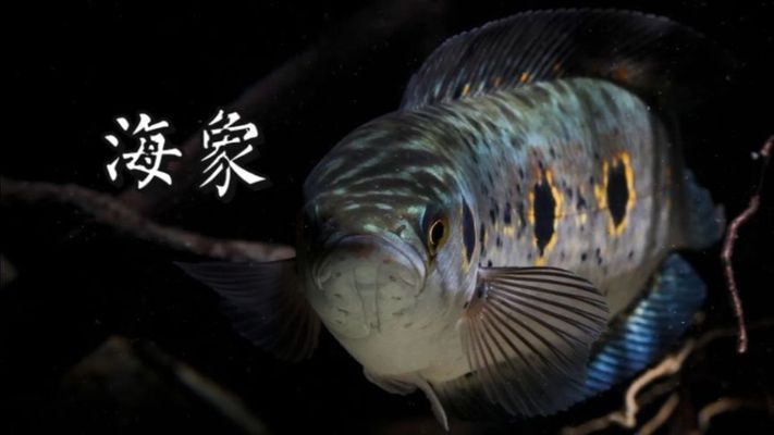 七彩海象和雷龍魚哪個好(七彩海象和雷龍魚哪個更好) 龍魚百科 第1張 七彩海象和雷龍魚哪個好(七彩海象和雷龍魚哪個更好) 七彩海象和雷龍魚哪個好(七彩海象和雷龍魚哪個更好) 龍魚百科 第1張
