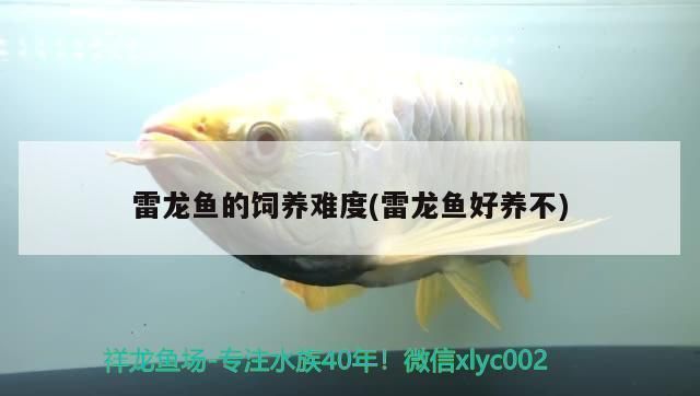 七彩海象和雷龍魚哪個好(七彩海象和雷龍魚哪個更好) 龍魚百科 第5張 七彩海象和雷龍魚哪個好(七彩海象和雷龍魚哪個更好) 七彩海象和雷龍魚哪個好(七彩海象和雷龍魚哪個更好) 龍魚百科 第5張