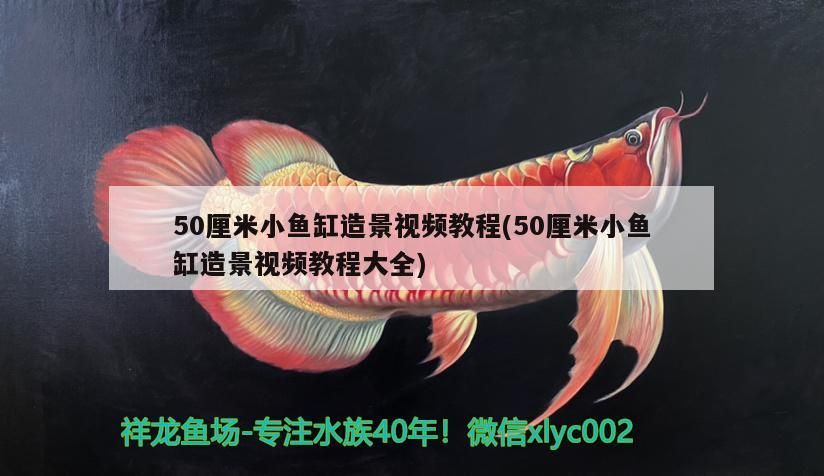 金龍魚和紅龍魚養(yǎng)在一起會打架嗎視頻：紅龍和金龍魚可以放一起混養(yǎng)嗎