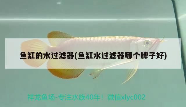 金龍魚和紅龍魚養(yǎng)在一起會打架嗎視頻：紅龍和金龍魚可以放一起混養(yǎng)嗎