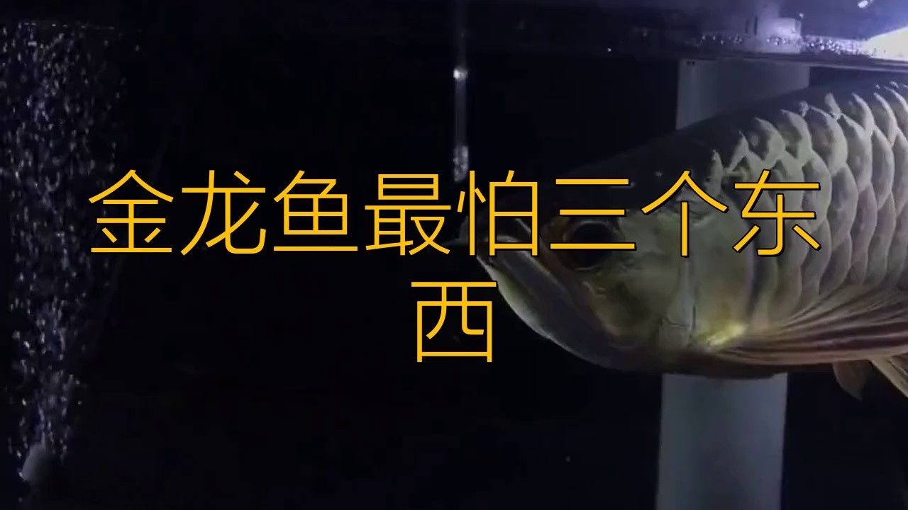 新手養(yǎng)金龍魚注意什么