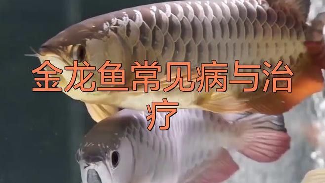 新手養(yǎng)金龍魚注意什么