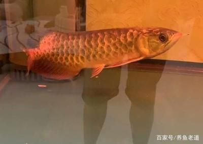 金龍魚(yú)老是趴缸怎么辦：金龍魚(yú)老是趴缸怎么辦金龍魚(yú)老是趴缸怎么辦