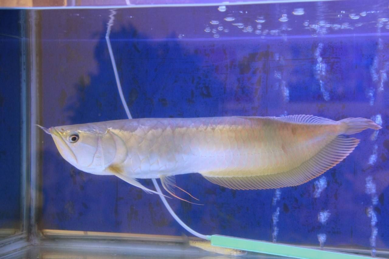 龍魚和虎魚混養有什么講究嘛：龍魚和虎魚混養需要注意什么？