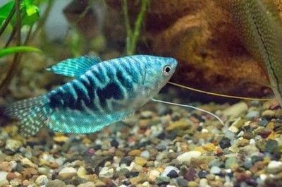 極品藍龍魚